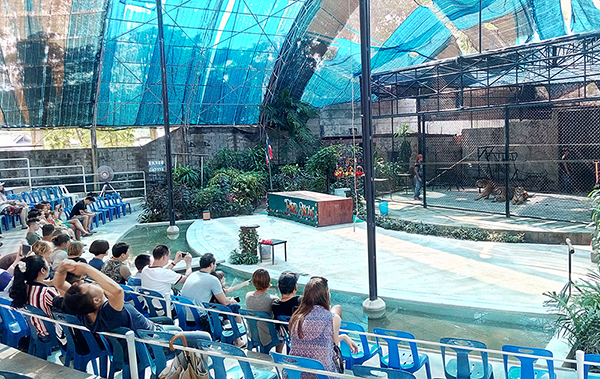 サムイ島 アクアリウム 水族館 タイガー 虎